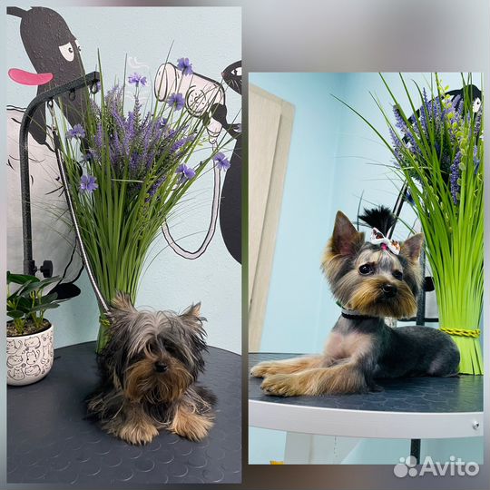 Груминг собак и кошек. Тримминг. Чистка зубов