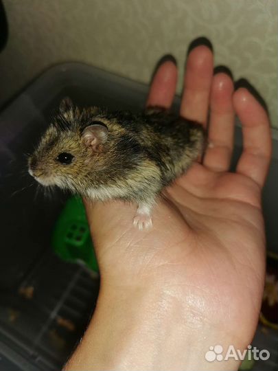 Джунгарские хомяки