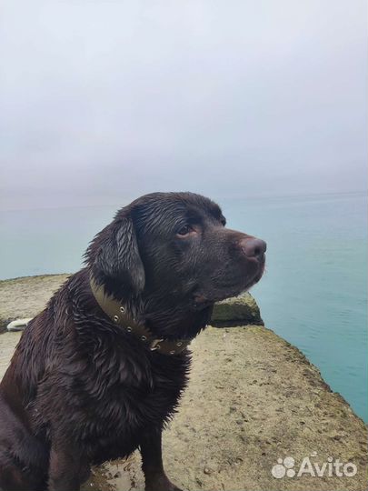 Кобель лабрадора вязка