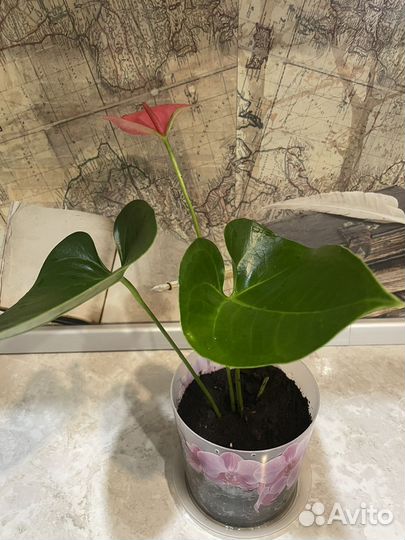 Антуриум Чемпион розовый Мужское счастье