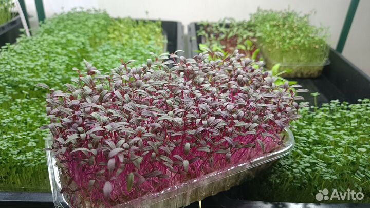 Микрозелень, бесплатная доставка по СПБ