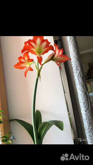 Гипераструм