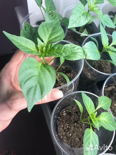 Рассада помидор перца баклажан