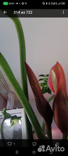 Филодендрон