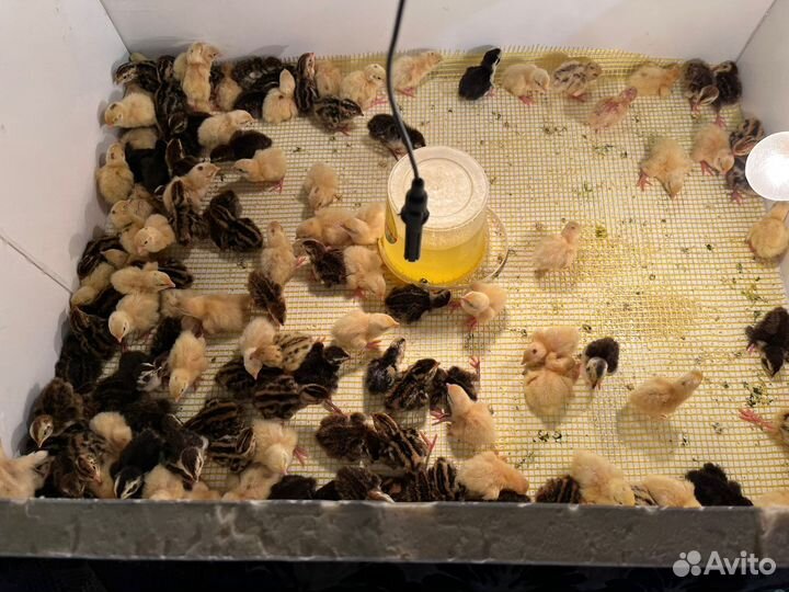 Перепела суточные