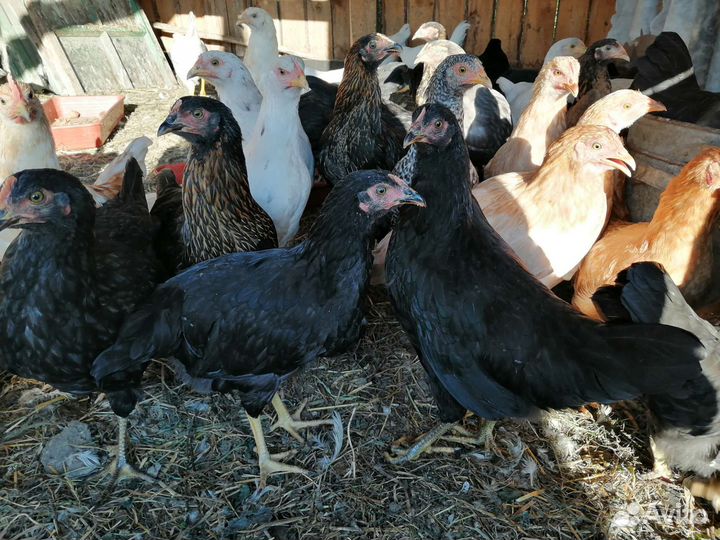 Куры молодки