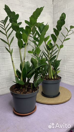 Замиокулькас