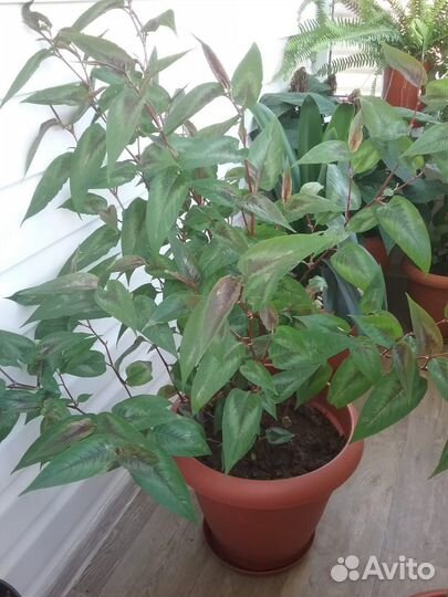 Цветы в горшках