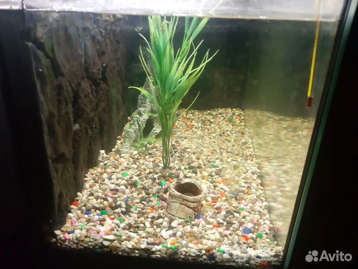 Аквариум для рыб
