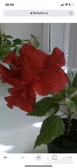 Гибискус махровый, китайская роза (красный )