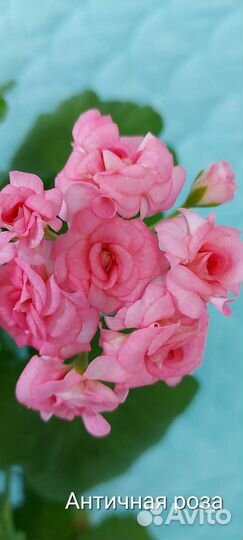 Пеларгония герань