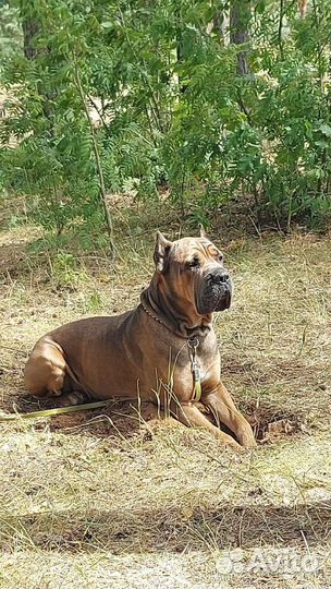 Вязка кане корсо