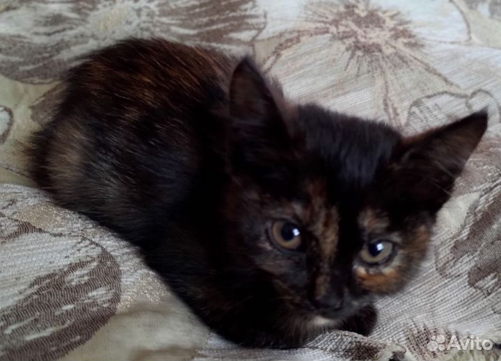 Кошка в дар