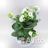 Каланхое Блоссфельда