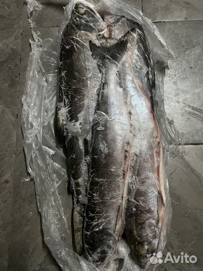 Свежая рыба кета вылов сентябрь 2023 год