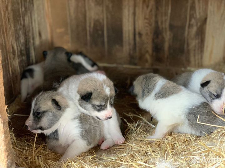 Щенки западно-сибирской лайки