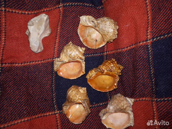 Ракушка рапан