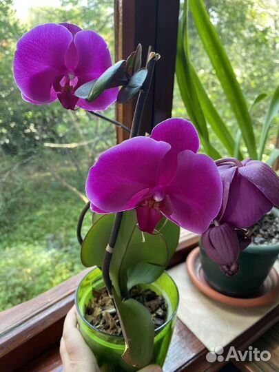 Орхидея фаленопсис