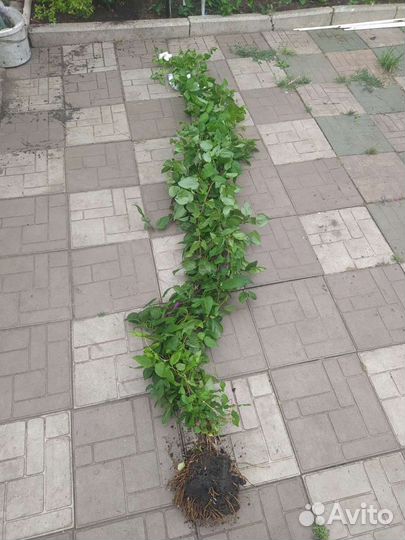 Клематис