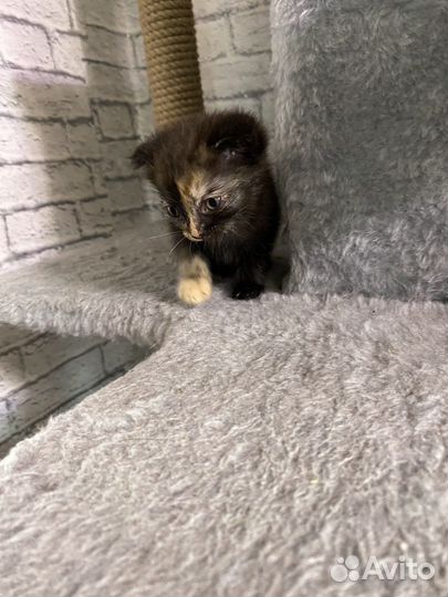 Отдам котят бесплатно в добрые руки