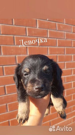 Щенки ягдтерьера