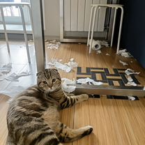 Шотландский вислоухий короткошёрстный, взрослый кот