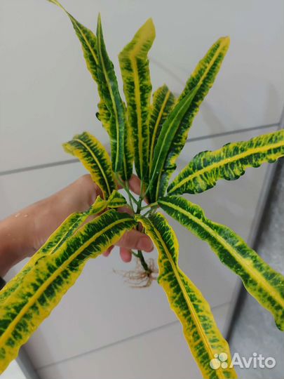 Кротон с корнями