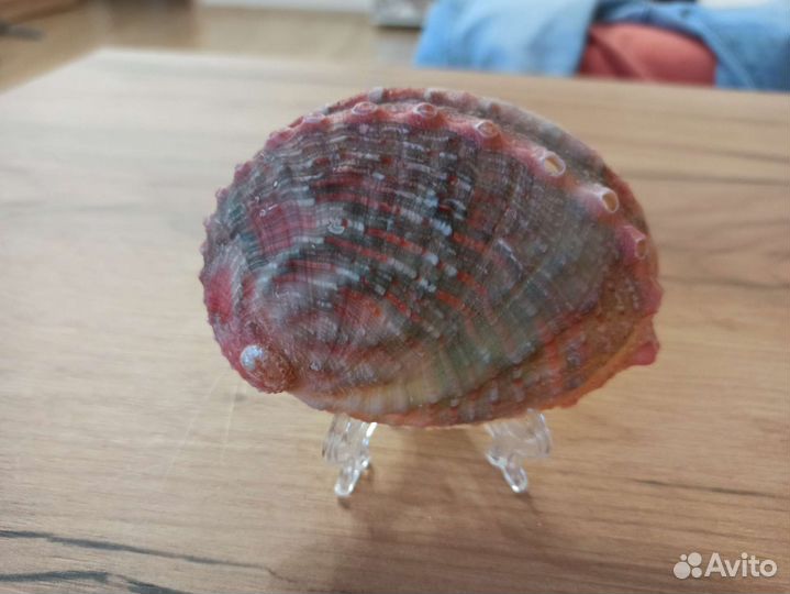 Морская раковина