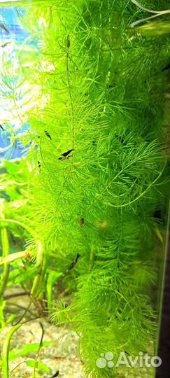 Креветки неокардины пресноводные аквариумные