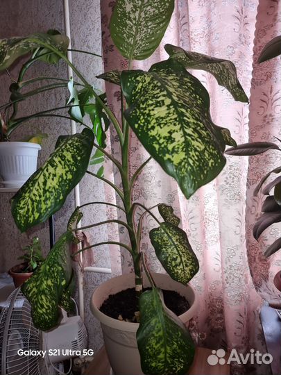 Диффенбахия