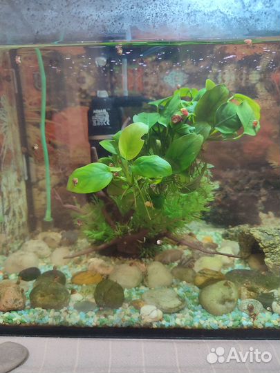 Аквариум