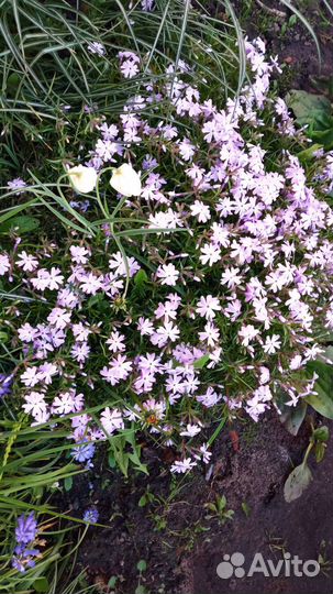 Флокс шиловидный
