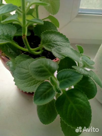 Мята домашняя