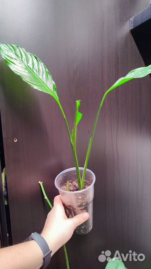 Спатифиллум(женское счастье)