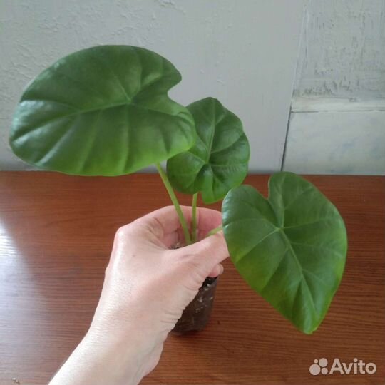 Алоказия Калидора