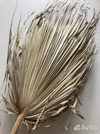 Листья пальмы