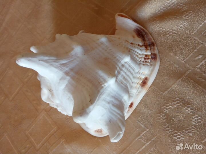 Раковины морские