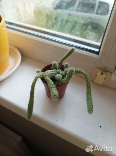 Кактусы и суккуленты