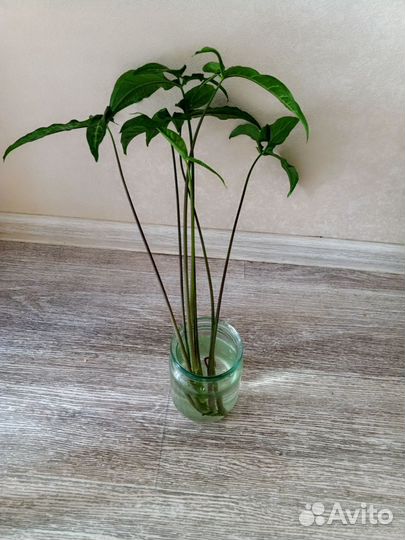 Сингониум Спир Поинт