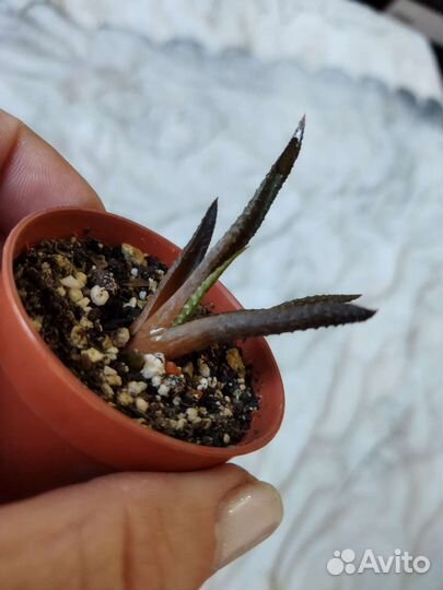 Комнатные цветы. Суккуленты