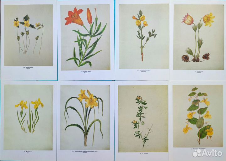 Винтажные ботанические иллюстрации цветы