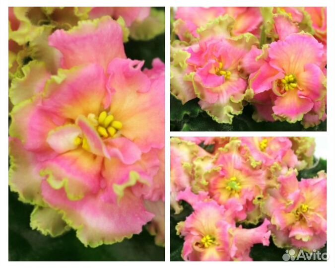 Цветы. цветы. цветы