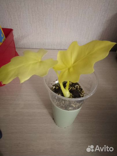 Филодендрон голд сатин