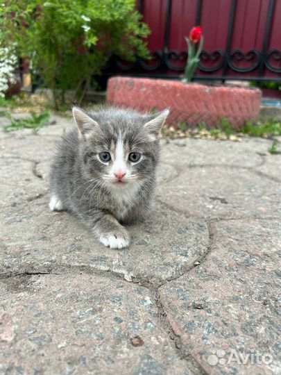 Маленький друг в добрые руки