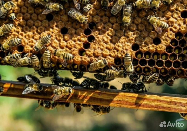 Пчелы и улья