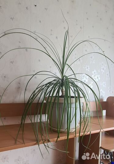 Бутылочное дерево