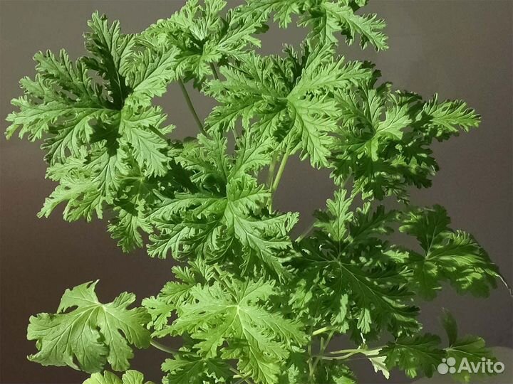 Пеларгония герань душистая