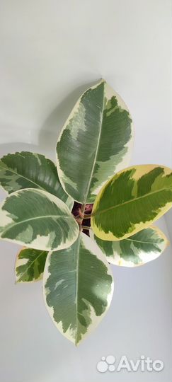 Фикус Эластика Тинеке