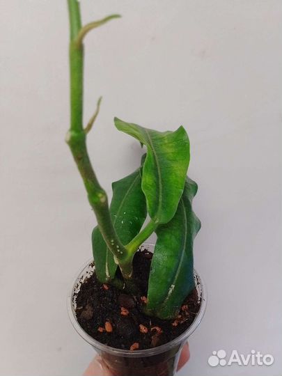 Хойи ciliata, imperialis borneo red