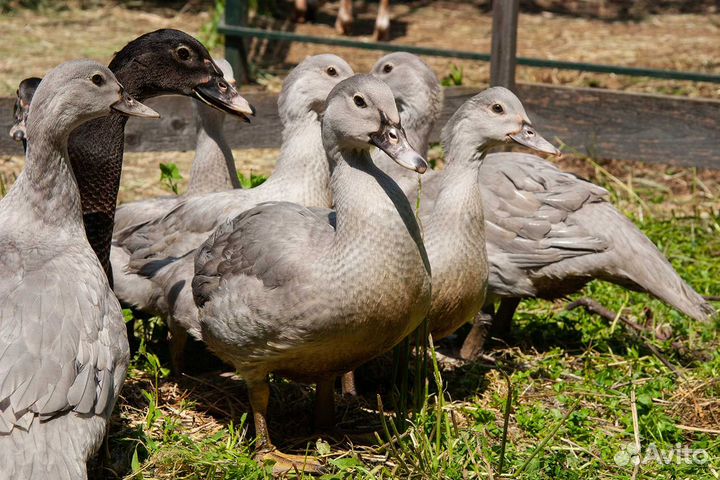 Мускусные утята